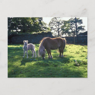 Draught Mare with Foal Postcard