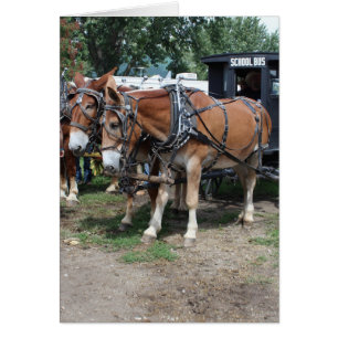 Draught Mules at an Iowa Agriculture Festival
