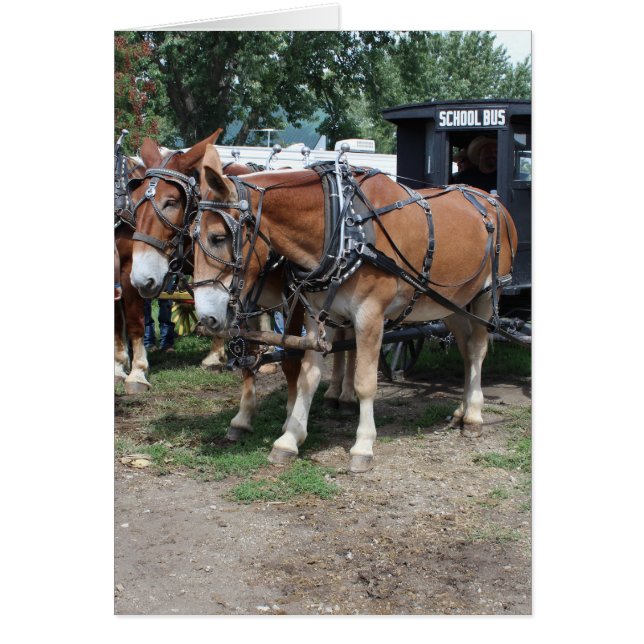Draught Mules at an Iowa Agriculture Festival (Front)