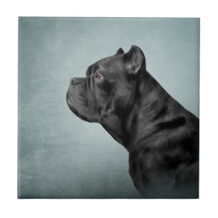 Drawing dog Cane Corso - Italian Mastiff Ceramic Tile