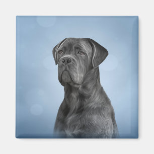 Drawing dog Cane Corso - Italian Mastiff Magnet