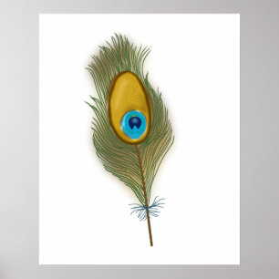 Drawing of a Single Peacock Feather Poster