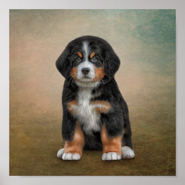 Drawing puppy Bernese Mountain Dog Poster (Front)