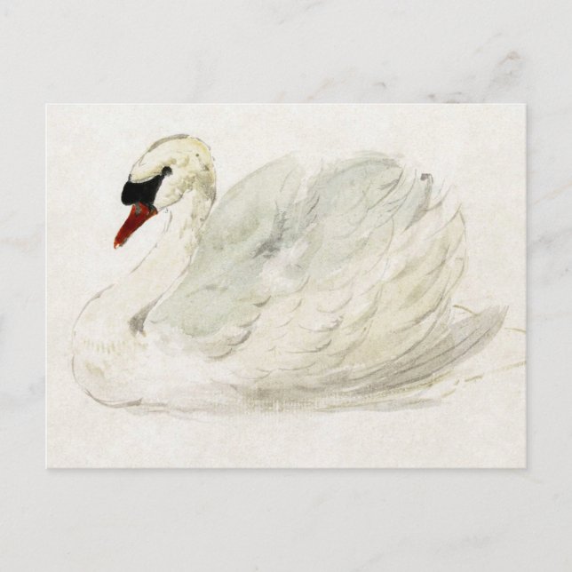 Drawing swan by Aert Schouman Postcard (Front)