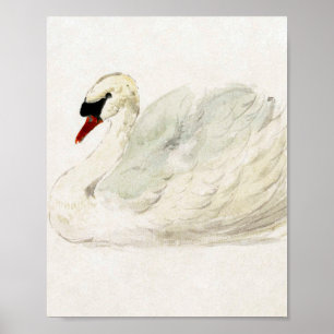 Drawing swan by Aert Schouman  Poster