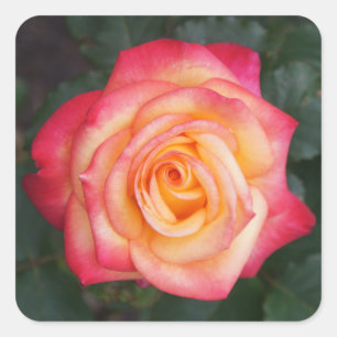 Dream Come True Rose #1 Stickers