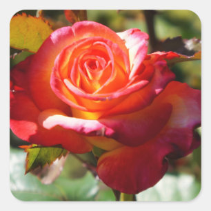 Dream Come True Rose #2 Stickers