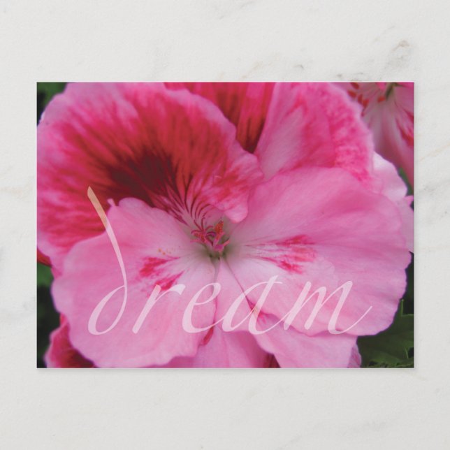 Dream Pink Geranium Flower postcard (Front)