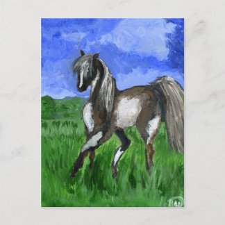 Dreamer pinto horse art postcard