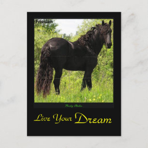 Dreamin' Friesian Postcard