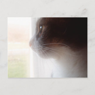 Dreaming cat postcard
