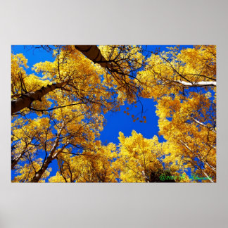 Dreaming in colour poster