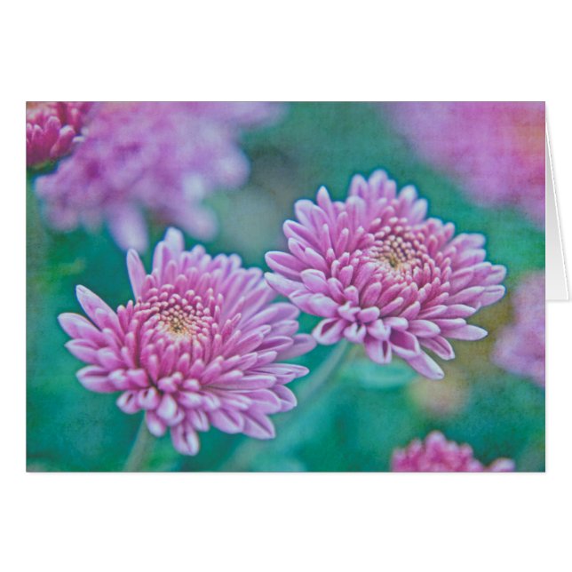 Dreaming in Mums (Front Horizontal)