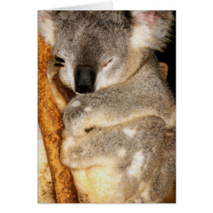 Dreaming Koala