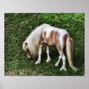 Dreaming of a Pretty Pony Photographic Art Print