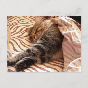 Dreaming of the veldt postcard