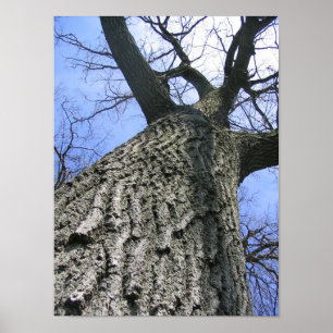 Dreaming Tree Poster