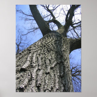 Dreaming Tree Poster