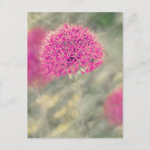 Dreamy Alliums Postcard