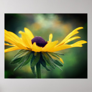 Dreamy Black Eyed Susan Daisy Flower  Poster