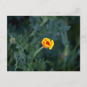 Dreamy California poppy Poster Postcard