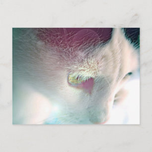 Dreamy Cat Portrait Postcard