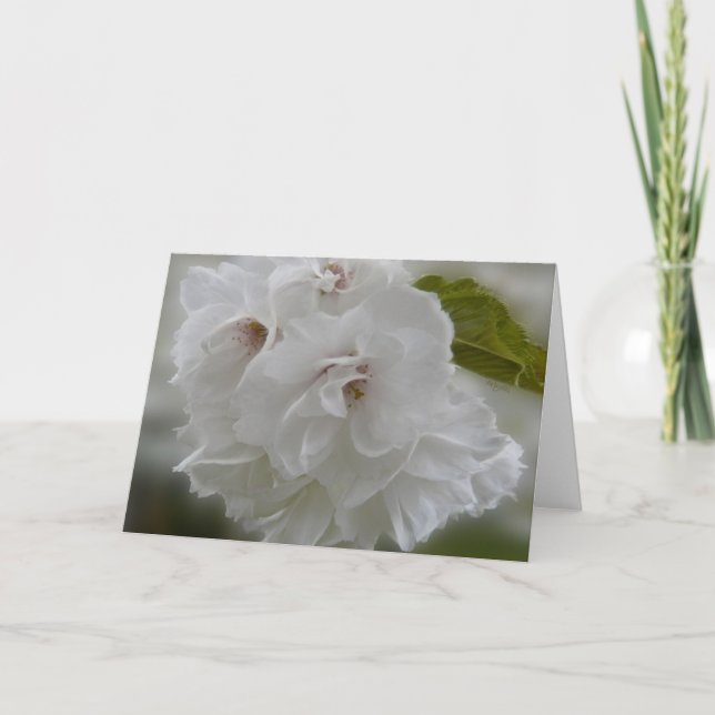 Dreamy Cherry Blossoms AH2010 Card (Front)