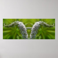 Dreamy Curling White Wildflower Mirror Abstract