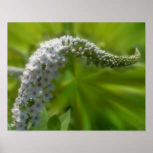 Dreamy Curling White Wildflower  Poster