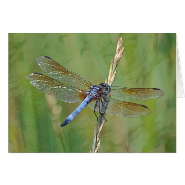Dreamy Dragonfly (Front Horizontal)