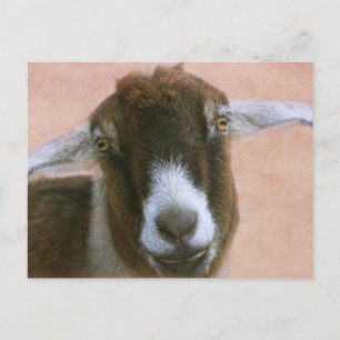 Dreamy Handsome Goat Postcard