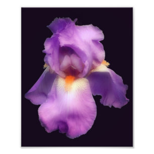 Dreamy Lavender Bearded Iris Flower 8x10 Photo Print