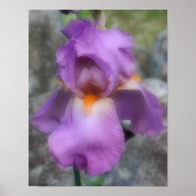 Dreamy Lavender Bearded Iris Flower Poster (Front)