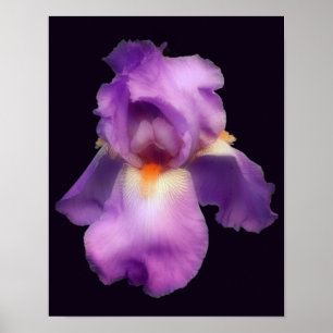 Dreamy Lavender Bearded Iris Flower Poster