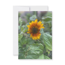 Dreamy Little Sunflower