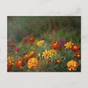 Dreamy marigold fine art photo postcard