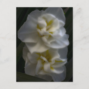 Dreamy Narcissus Daffodils Postcard