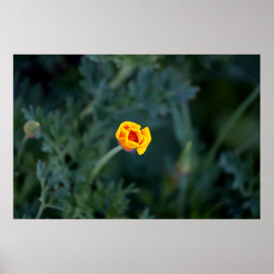 Dreamy partially closed California poppy Poster