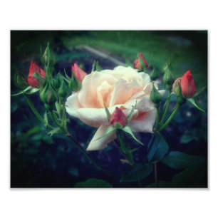 Dreamy Peach Rose And Buds 8x10 Photo Print