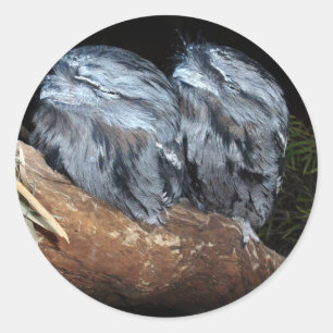 "Dreamy Perch: Sleepy Tawny Frogmouth Owls" Classic Round Sticker