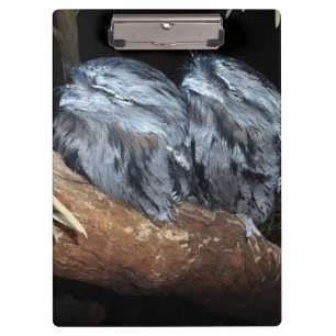 "Dreamy Perch: Sleepy Tawny Frogmouth Owls" Clipboard