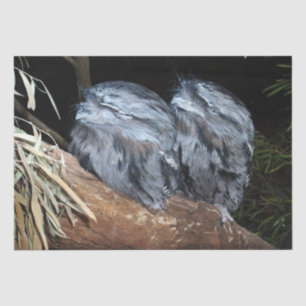 "Dreamy Perch: Sleepy Tawny Frogmouth Owls" Tissue Paper