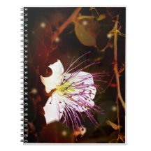 Dreamy Vintage Palestine Caper Blossom Notebook