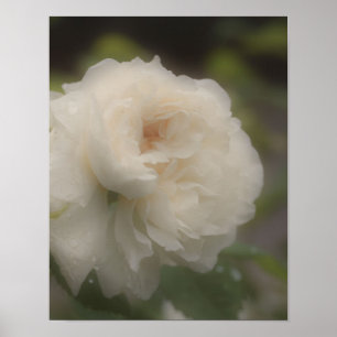 Dreamy White Rose Flower Poster