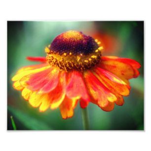 Dreamy Zinnia Flower 8x10 Photo Print