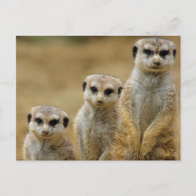 drei Erdmaennchen (Suricata suricatta) Postcard (Front)