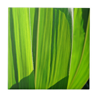 Drei grüne Maisblätter Ceramic Tile