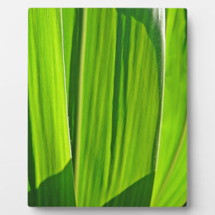 Drei grüne Maisblätter Plaque