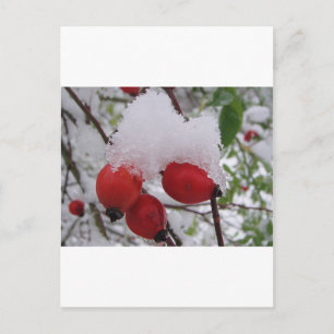 Drei Hagebutten mit Schnee Postcard