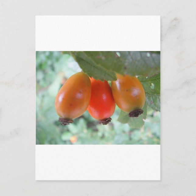Drei orange Hagebutten Postcard (Front)